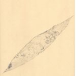 Leiofusa squama Deunff